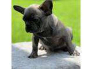 French Bulldog Puppy for sale in Chesapeake, VA, USA