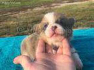 Pembroke Welsh Corgi Puppy for sale in Konawa, OK, USA