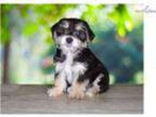 Shorkie Tzu Puppy for sale in Saint George, UT, USA