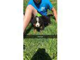 Bernese Mountain Dog Puppy for sale in Gilman City, MO, USA