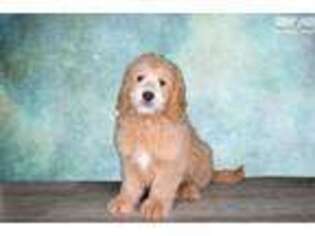 Goldendoodle Puppy for sale in Saint George, UT, USA