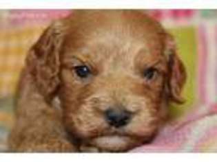 Cavapoo Puppy for sale in Fresno, OH, USA