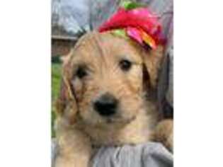 Goldendoodle Puppy for sale in Fort Valley, GA, USA