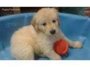 Goldendoodle Puppy for sale in Chehalis, WA, USA