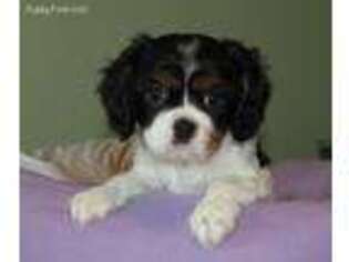 Cavalier King Charles Spaniel Puppy for sale in Ruskin, FL, USA
