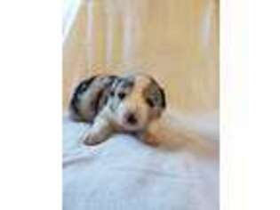 Australian Shepherd Puppy for sale in Fennimore, WI, USA
