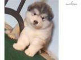 Alaskan Malamute Puppy for sale in Buffalo, NY, USA