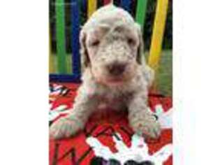 Labradoodle Puppy for sale in English, IN, USA