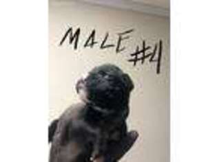 Boxer Puppy for sale in Tulsa, OK, USA