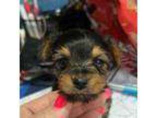 Yorkshire Terrier Puppy for sale in Independence, KY, USA