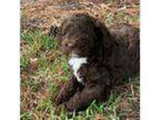 Labradoodle Puppy for sale in Humble, TX, USA