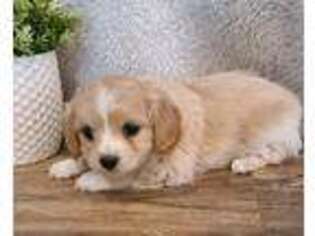 Cavapoo Puppy for sale in Whiteville, TN, USA
