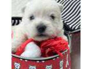 West Highland White Terrier Puppy for sale in Scurry, TX, USA
