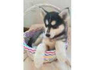Siberian Husky Puppy for sale in Hunlock Creek, PA, USA