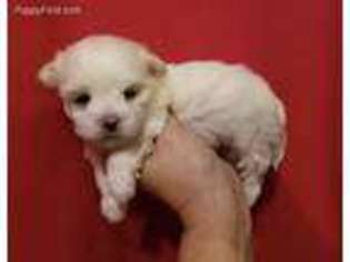 Maltese Puppy for sale in Buhl, ID, USA