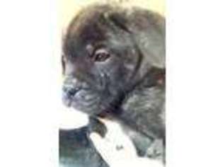 Bullmastiff Puppy for sale in PRATTVILLE, AL, USA