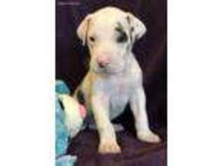 Great Dane Puppy for sale in Alpena, AR, USA