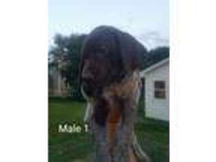 German Shorthaired Pointer Puppy for sale in Luverne, MN, USA