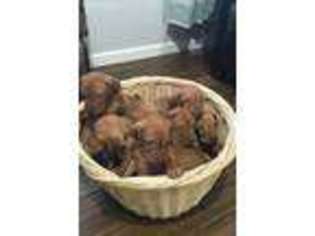 Vizsla Puppy for sale in Provo, UT, USA