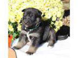 German Shepherd Dog Puppy for sale in Spring Mills, PA, USA