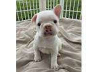 French Bulldog Puppy for sale in Coffeyville, KS, USA
