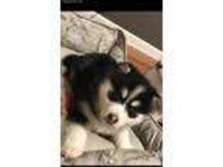 Alaskan Klee Kai Puppy for sale in Loogootee, IN, USA