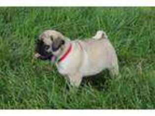 Pug Puppy for sale in Free Union, VA, USA