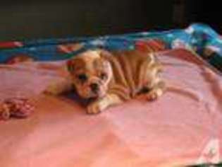 Bulldog Puppy for sale in NEW VIENNA, OH, USA