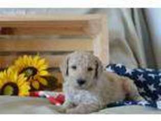 Mutt Puppy for sale in Friant, CA, USA