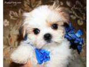 Shorkie Tzu Puppy for sale in Payson, AZ, USA