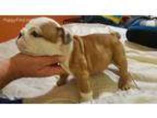 Bulldog Puppy for sale in Hamill, SD, USA