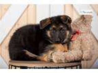 German Shepherd Dog Puppy for sale in Bloomington, IN, USA