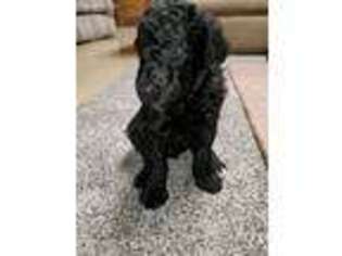 Mutt Puppy for sale in Martinsburg, PA, USA
