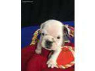 Miniature Bulldog Puppy for sale in Edgerton, MN, USA