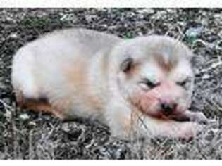 Alaskan Malamute Puppy for sale in Gradyville, KY, USA