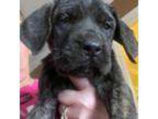 Mastiff Puppy for sale in Elmer, NJ, USA
