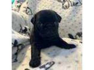 Pug Puppy for sale in Flat Rock, NC, USA