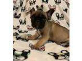 French Bulldog Puppy for sale in Las Cruces, NM, USA