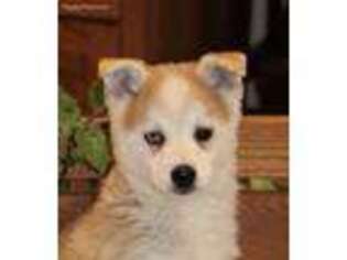 Alaskan Klee Kai Puppy for sale in Joplin, MO, USA
