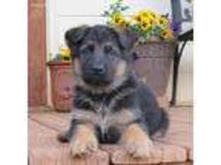 German Shepherd Dog Puppy for sale in Danielsville, GA, USA