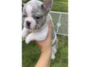 French Bulldog Puppy for sale in Grand Island, NE, USA
