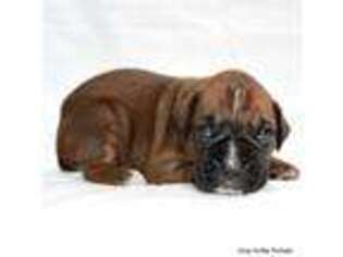 Boxer Puppy for sale in Delta, CO, USA