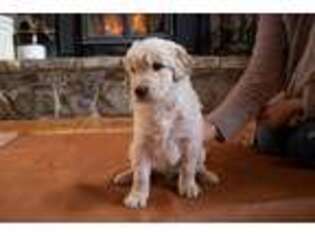 Goldendoodle Puppy for sale in Star Tannery, VA, USA