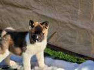 Akita Puppy for sale in Plainfield, IL, USA