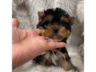 Yorkshire Terrier Puppy for sale in Newport Beach, CA, USA