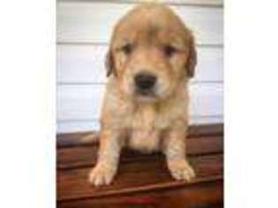 Golden Retriever Puppy for sale in Bradley, SC, USA