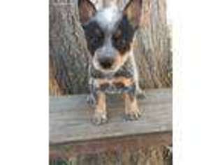 Australian Cattle Dog Puppy for sale in Paso Robles, CA, USA