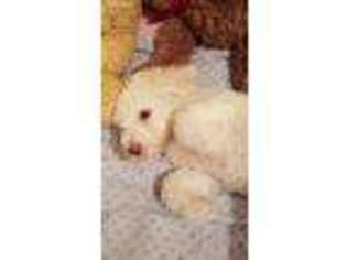 Goldendoodle Puppy for sale in Farmington, UT, USA