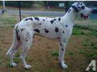 Great Dane Puppy for sale in KERNERSVILLE, NC, USA