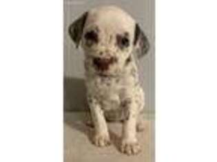 Dalmatian Puppy for sale in Wytheville, VA, USA